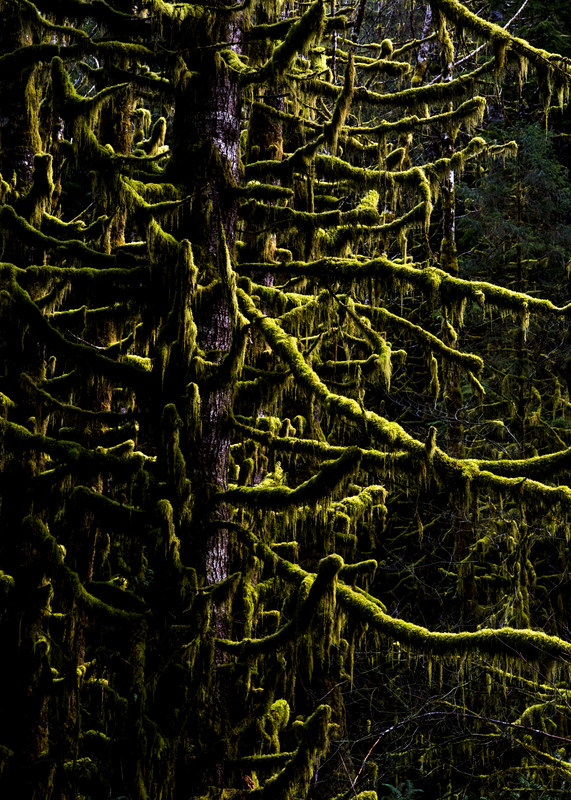 Dramatically lit moss-draped old-growth branches glowing green against a near-black forest background